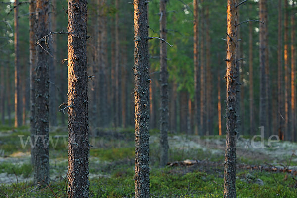 Finnland (Finland)