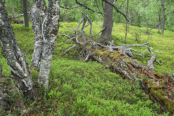 Finnland (Finland)