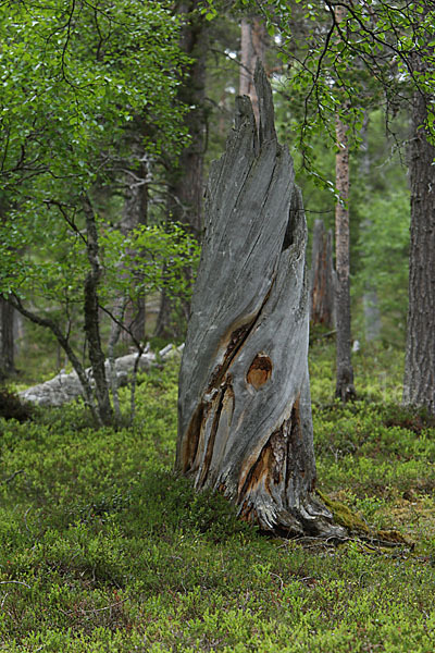 Finnland (Finland)