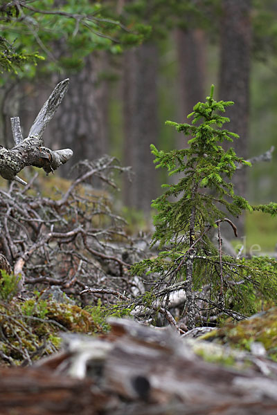 Finnland (Finland)