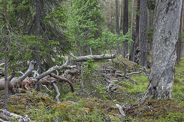 Finnland (Finland)