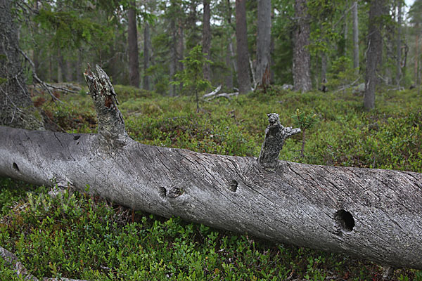 Finnland (Finland)