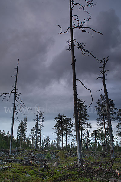 Finnland (Finland)