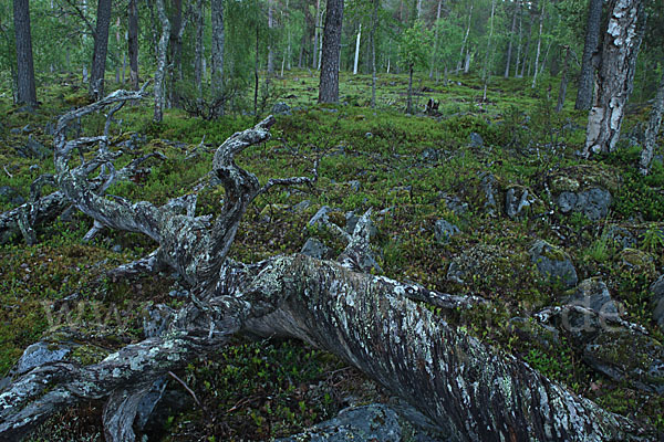 Finnland (Finland)