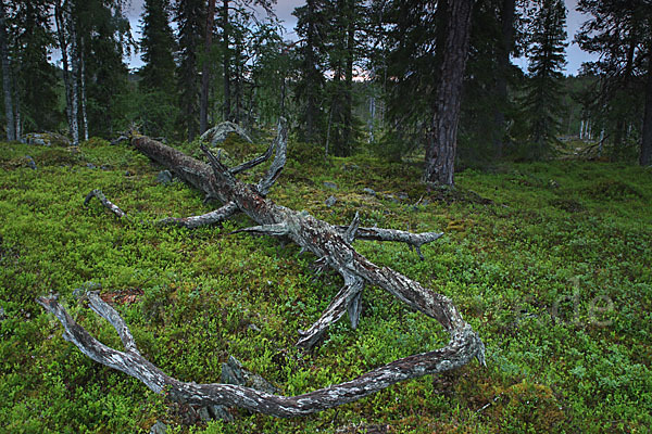 Finnland (Finland)