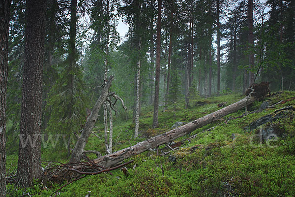 Finnland (Finland)