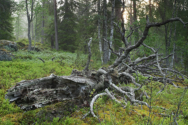 Finnland (Finland)