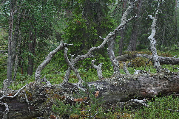 Finnland (Finland)