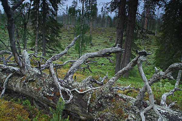 Finnland (Finland)