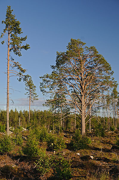 Finnland (Finland)