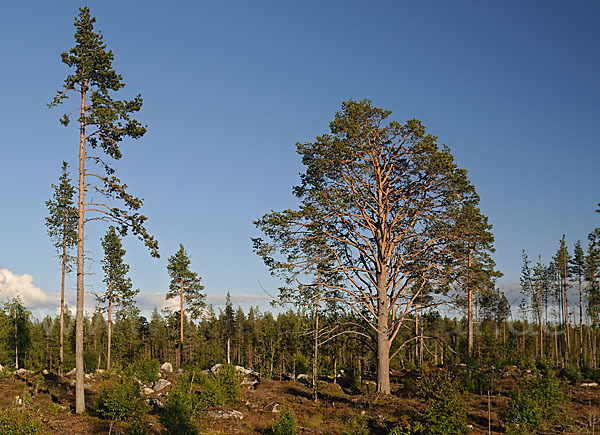 Finnland (Finland)