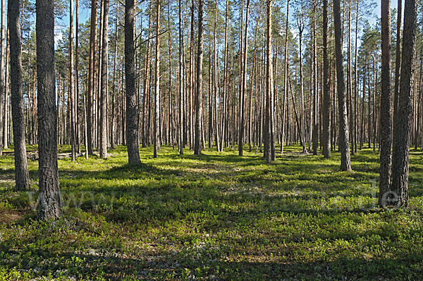 Finnland (Finland)