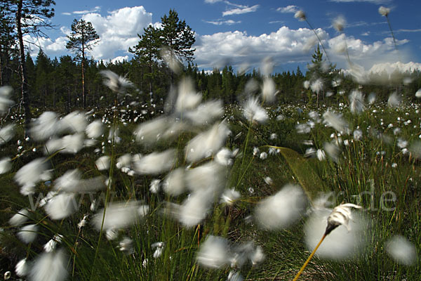 Finnland (Finland)