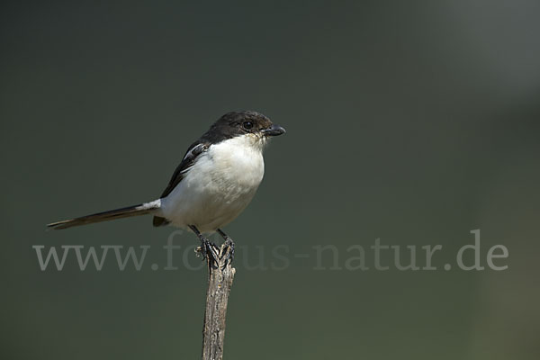 Fiscalwürger (Lanius collaris)