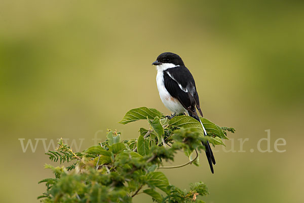 Fiscalwürger (Lanius collaris)