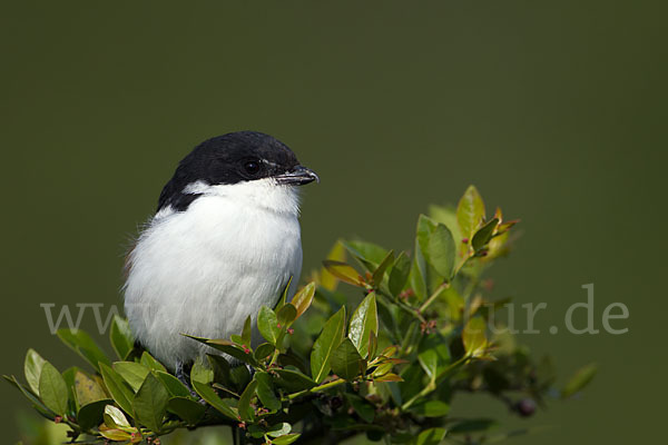 Fiscalwürger (Lanius collaris)