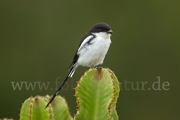 Fiscalwürger (Lanius collaris)