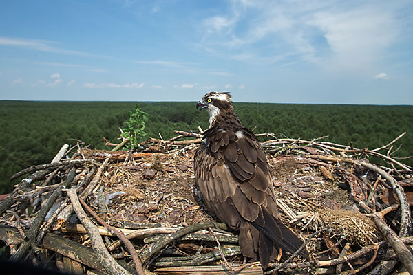 Fischadler (Pandion haliaetus)