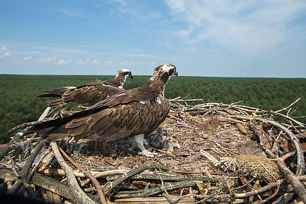 Fischadler (Pandion haliaetus)