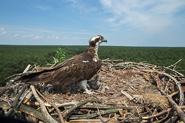 Fischadler (Pandion haliaetus)