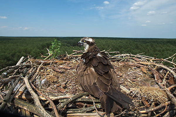 Fischadler (Pandion haliaetus)