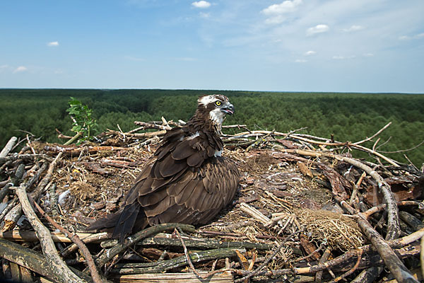 Fischadler (Pandion haliaetus)