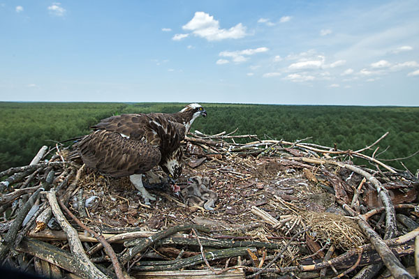 Fischadler (Pandion haliaetus)