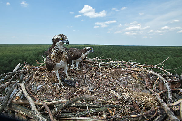 Fischadler (Pandion haliaetus)