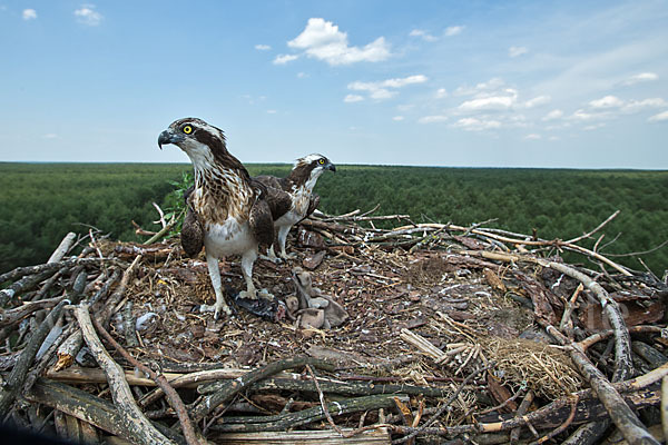 Fischadler (Pandion haliaetus)