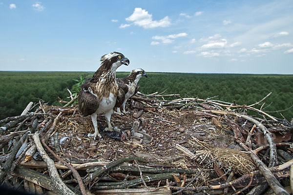 Fischadler (Pandion haliaetus)