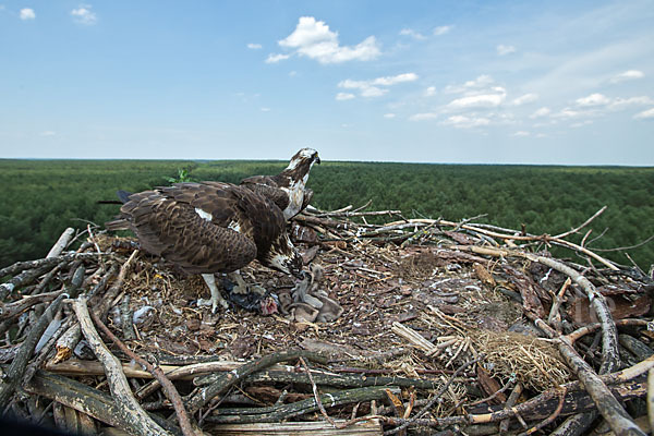 Fischadler (Pandion haliaetus)