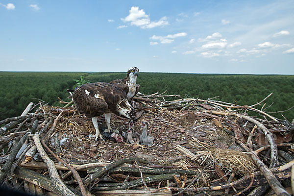 Fischadler (Pandion haliaetus)