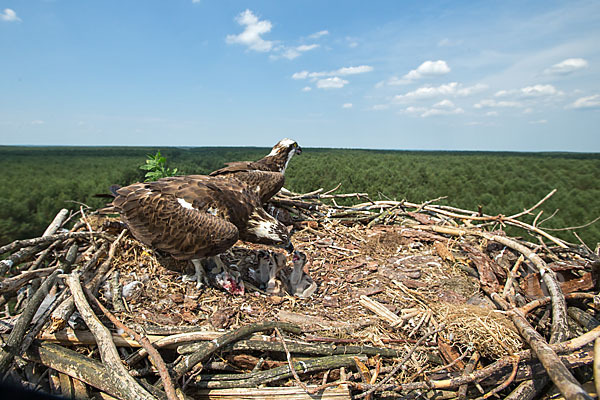 Fischadler (Pandion haliaetus)