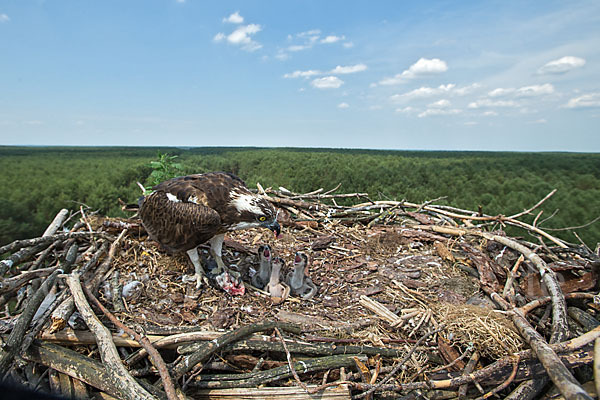 Fischadler (Pandion haliaetus)