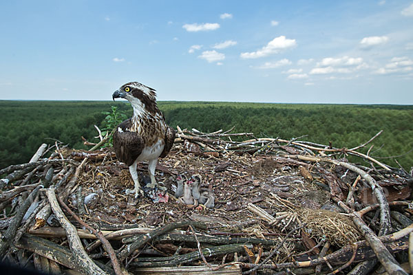 Fischadler (Pandion haliaetus)