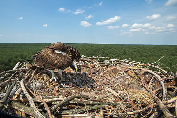 Fischadler (Pandion haliaetus)