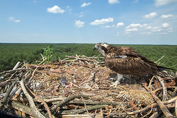 Fischadler (Pandion haliaetus)