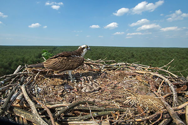 Fischadler (Pandion haliaetus)