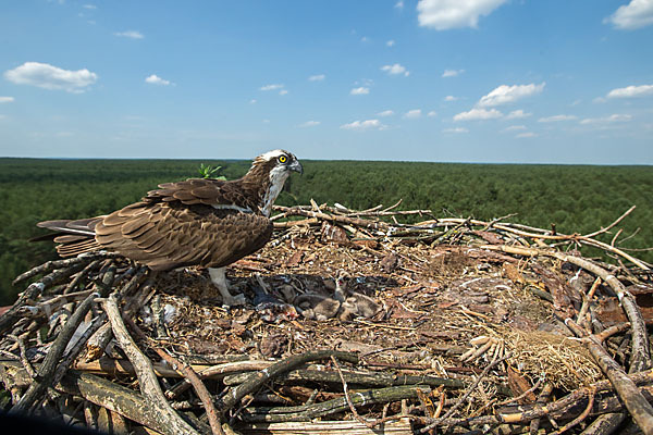 Fischadler (Pandion haliaetus)