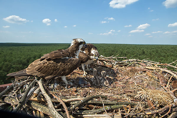 Fischadler (Pandion haliaetus)