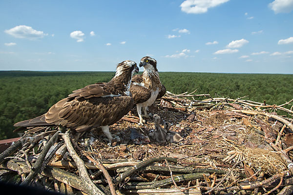 Fischadler (Pandion haliaetus)