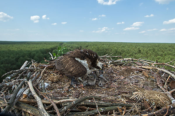 Fischadler (Pandion haliaetus)