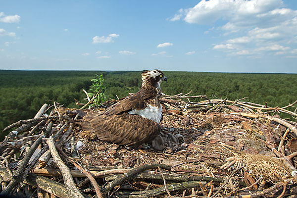 Fischadler (Pandion haliaetus)