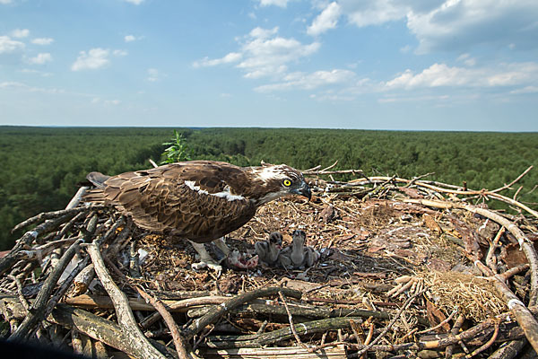 Fischadler (Pandion haliaetus)