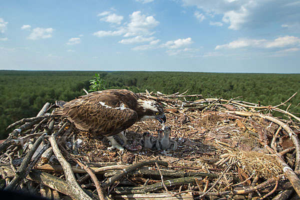 Fischadler (Pandion haliaetus)