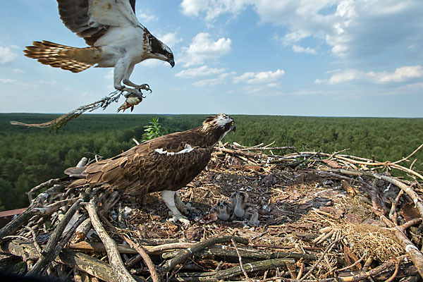 Fischadler (Pandion haliaetus)