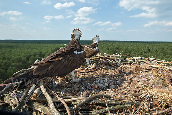 Fischadler (Pandion haliaetus)