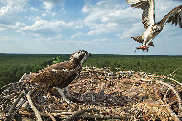 Fischadler (Pandion haliaetus)