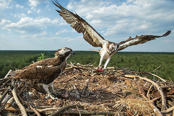 Fischadler (Pandion haliaetus)