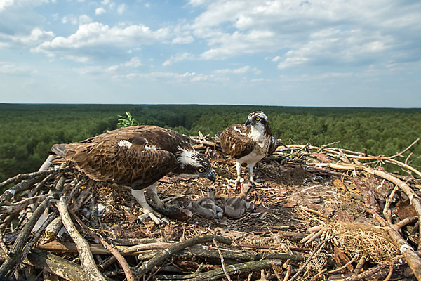 Fischadler (Pandion haliaetus)